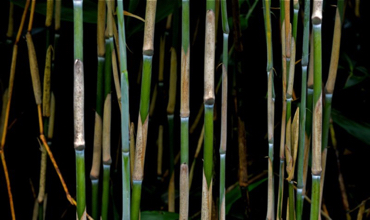 ardanaiseig  bamboo 15